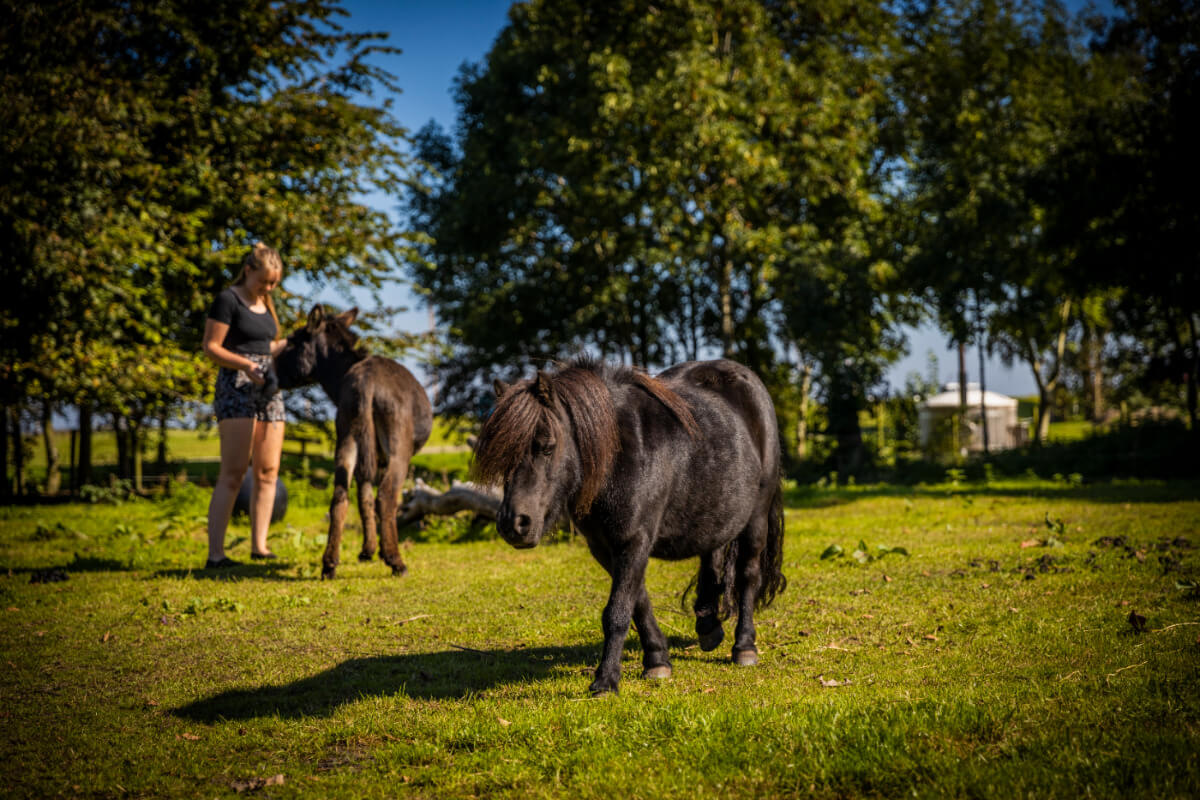 De dierenweide van minicamping de wetterspetter wordt de ezel geknuffeld en loop de pony rustig rond